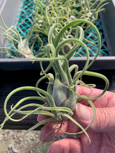 Load image into Gallery viewer, Tillandsia Caput-medusae- Small Plants