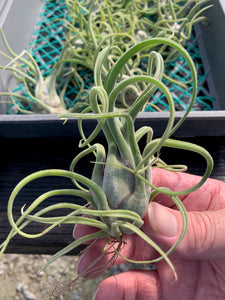 Tillandsia Caput-medusae- Small Plants