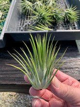 Load image into Gallery viewer, Tillandsia ionantha &quot;Big Green&quot;