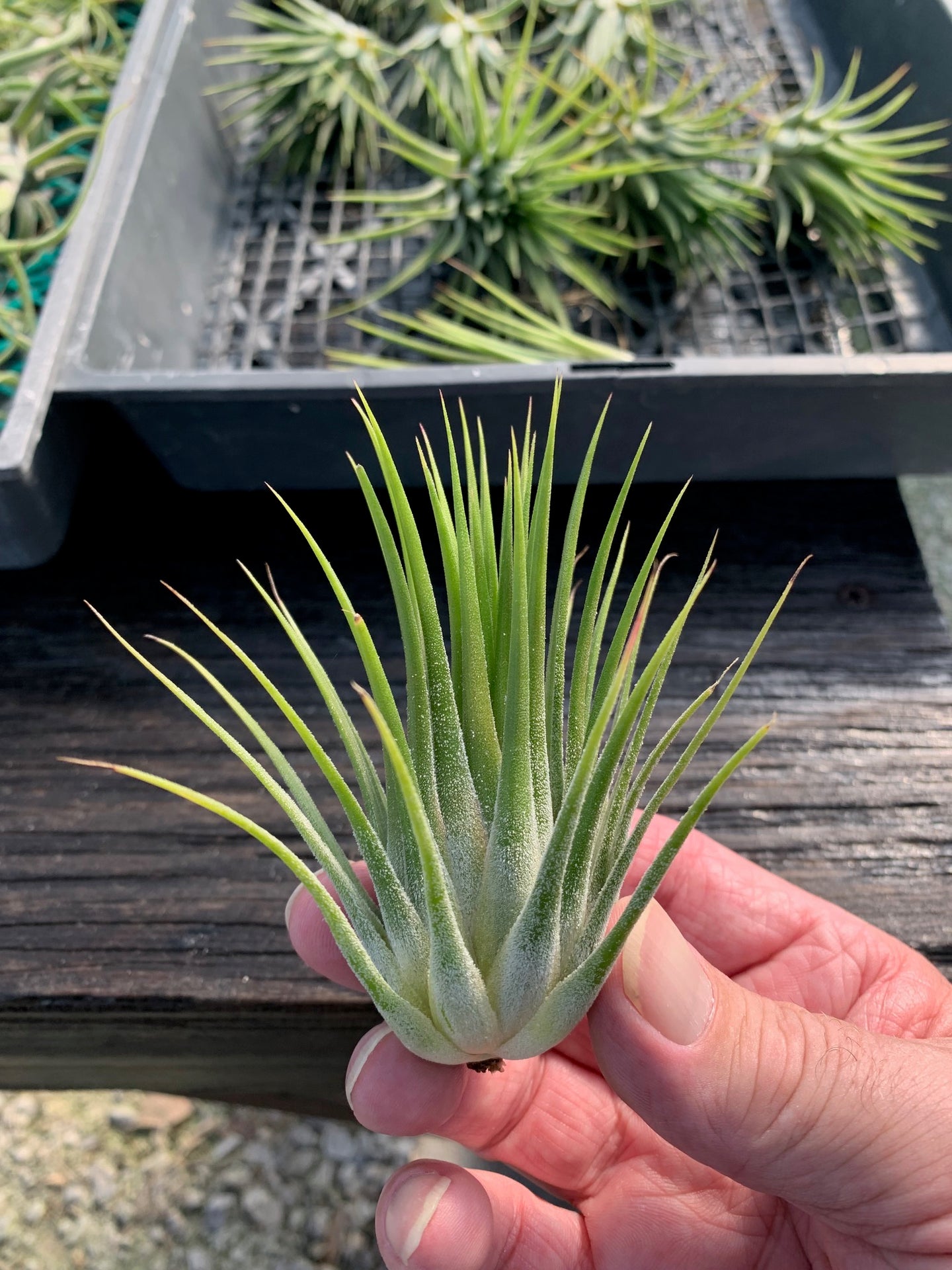 Tillandsia ionantha 