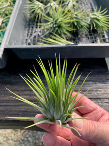 Tillandsia ionantha "Big Green"