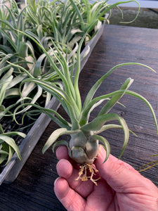 Tillandsia Streptophylla-Guatemalan Form- Medium Plants