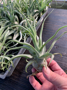 Tillandsia Streptophylla-Guatemalan Form- Medium Plants