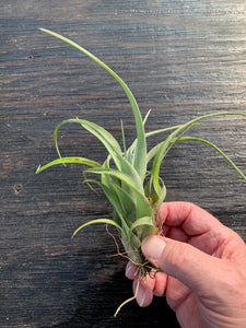 Tillandsia Flexuosa v. suriname