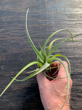 Load image into Gallery viewer, Tillandsia Flexuosa v. suriname