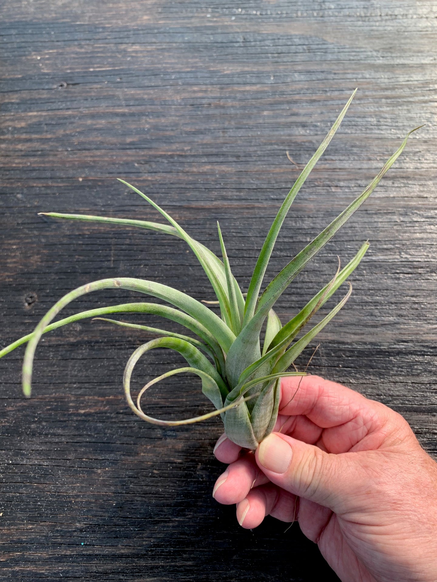 Tillandsia Flexuosa v. suriname