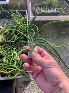 Tillandsia bulbosa-Large Belize Form