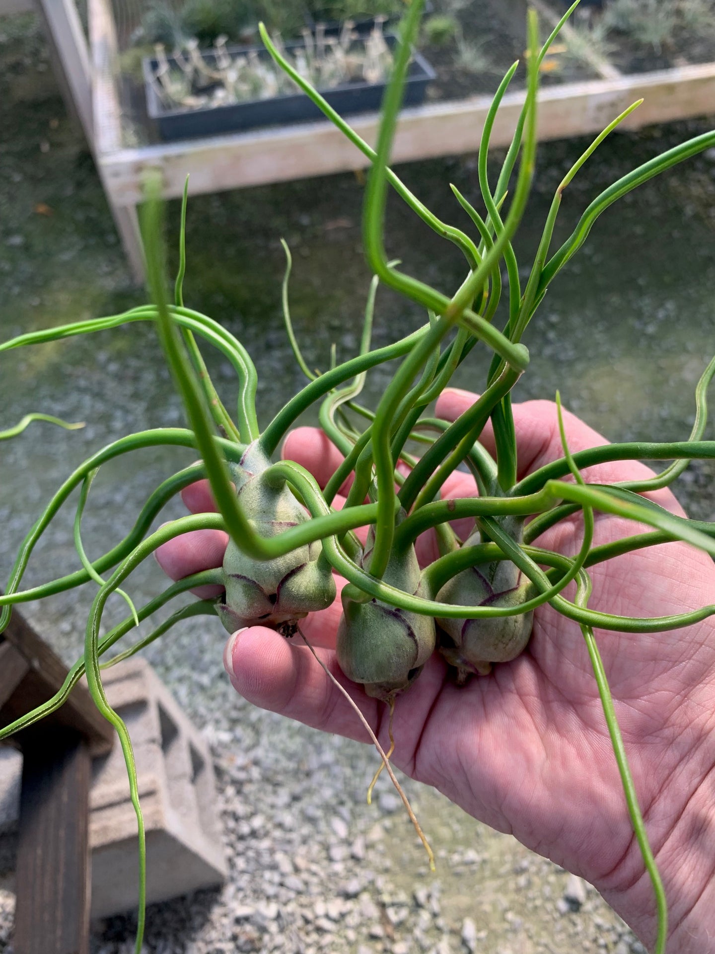 Tillandsia bulbosa-Large Belize Form -3 Plants