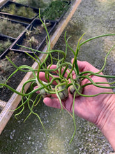 Load image into Gallery viewer, Tillandsia bulbosa-Large Belize Form -3 Plants