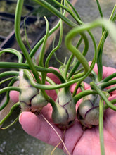 Load image into Gallery viewer, Tillandsia bulbosa-Large Belize Form -3 Plants