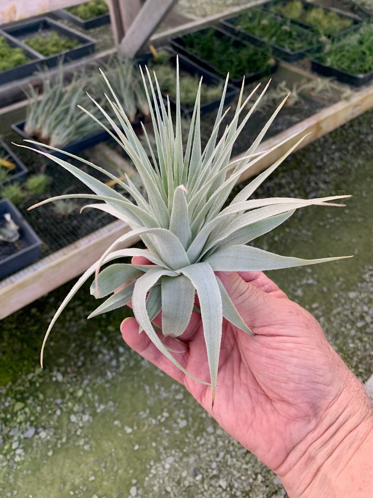 Tillandsia gardneri v. morro