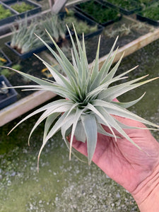 Tillandsia gardneri v. morro