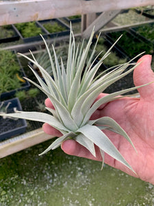 Tillandsia gardneri v. morro