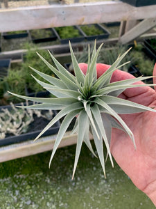 Tillandsia gardneri v. morro