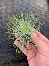 Load image into Gallery viewer, Tillandsia andreana-Large Plants