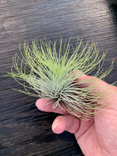 Load image into Gallery viewer, Tillandsia andreana-Large Plants