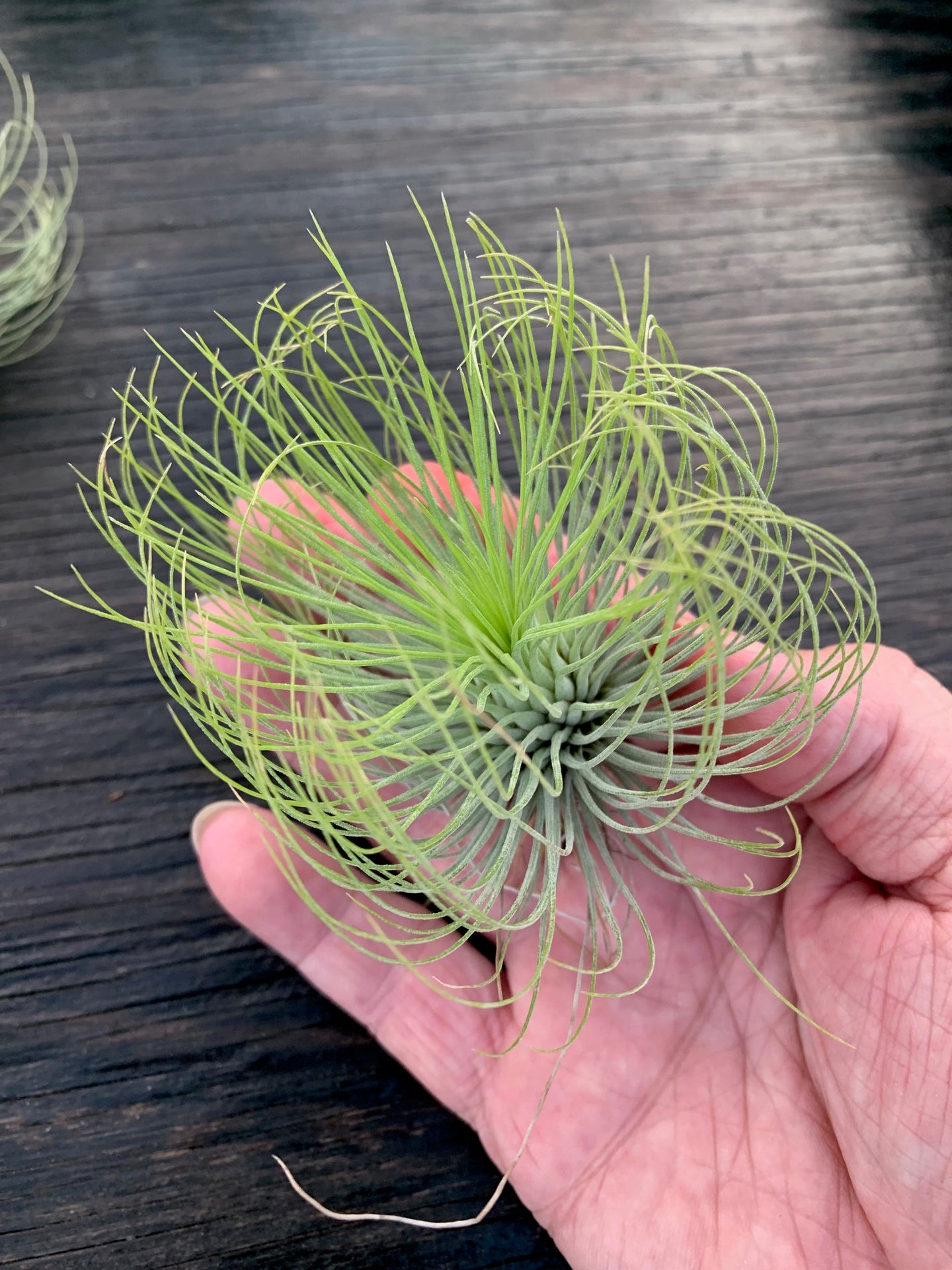 Tillandsia andreana-Large Plants