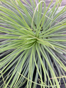 Tillandsia andreana-Large Plants