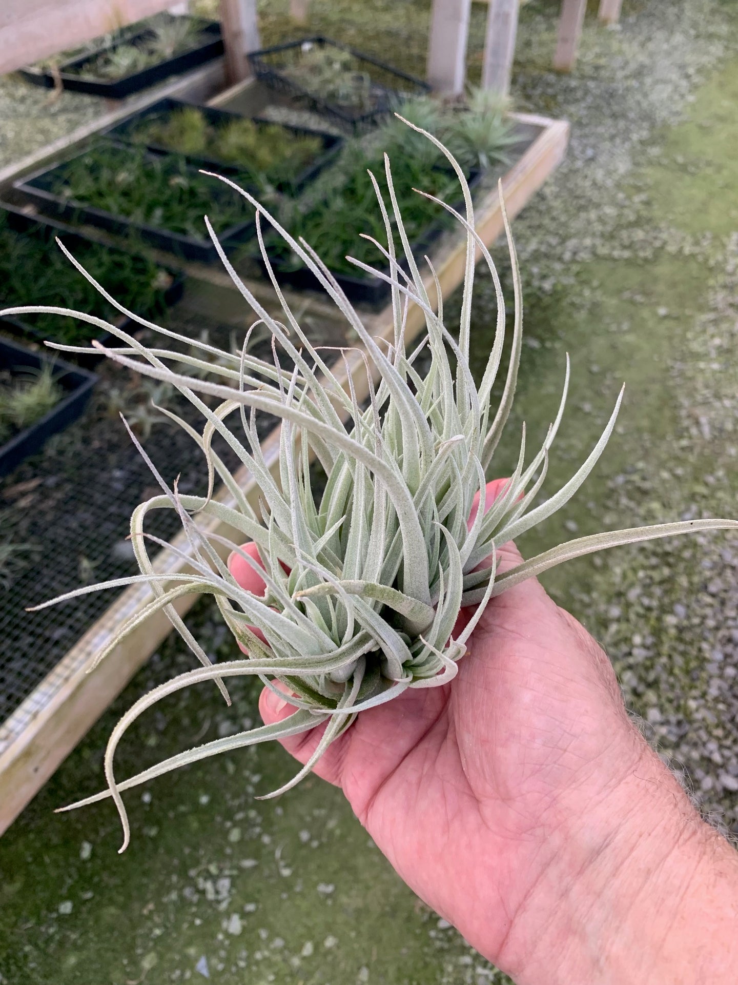 Tillandsia subsecundifolia- Large Clumps