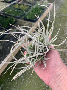 Tillandsia subsecundifolia- Large Clumps