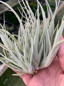 Tillandsia subsecundifolia- Large Clumps