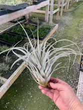 Load image into Gallery viewer, Tillandsia zacapanensis