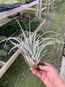 Tillandsia zacapanensis