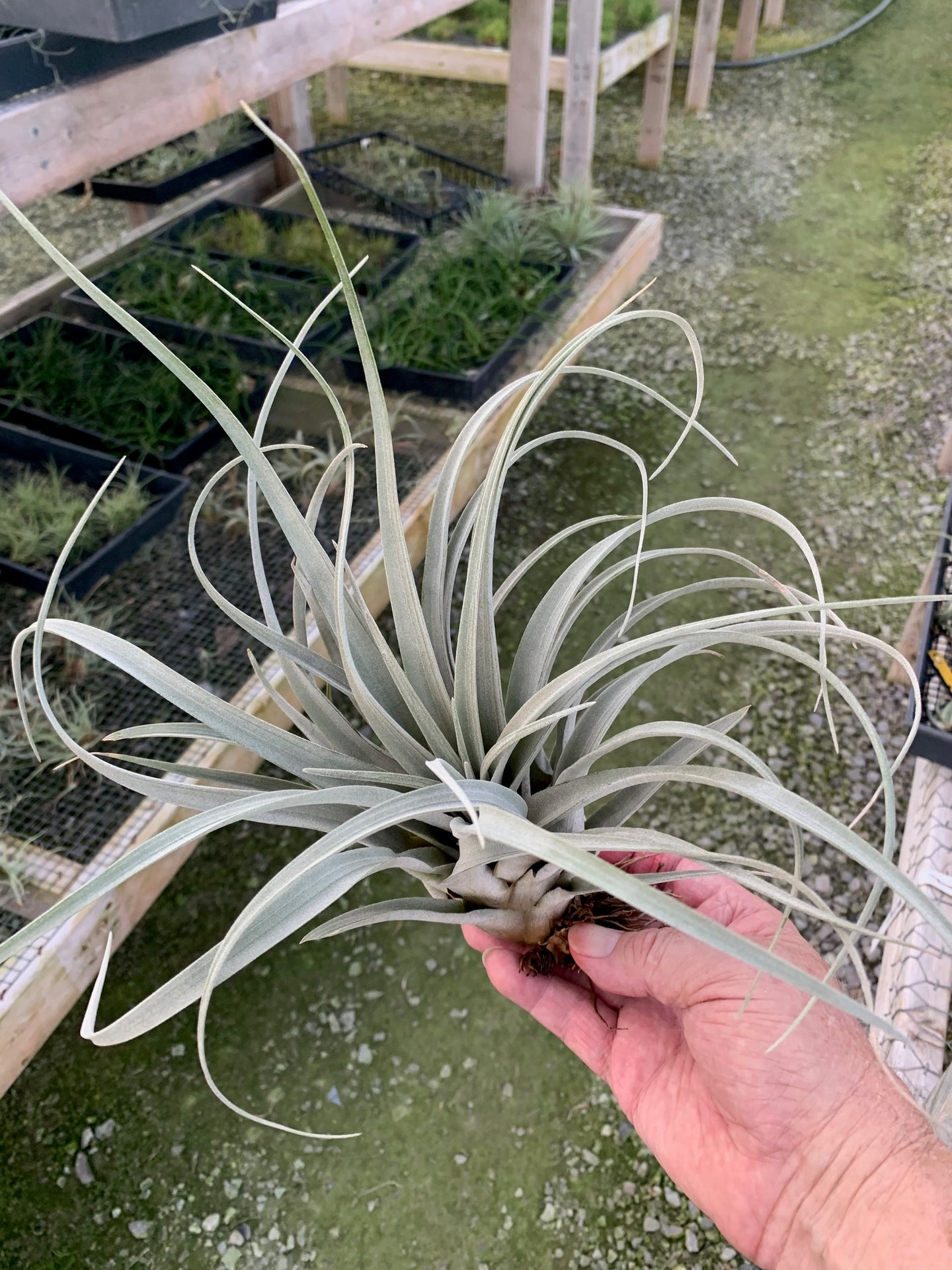 Tillandsia zacapanensis