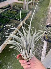 Load image into Gallery viewer, Tillandsia zacapanensis