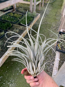 Tillandsia zacapanensis