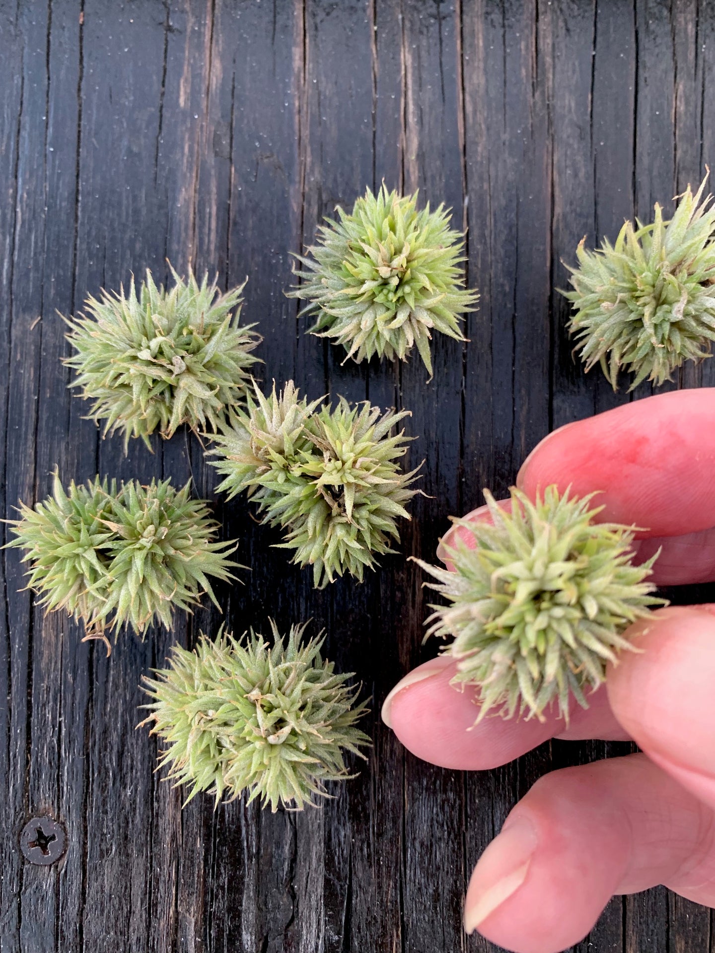 Tillandsia ionantha 