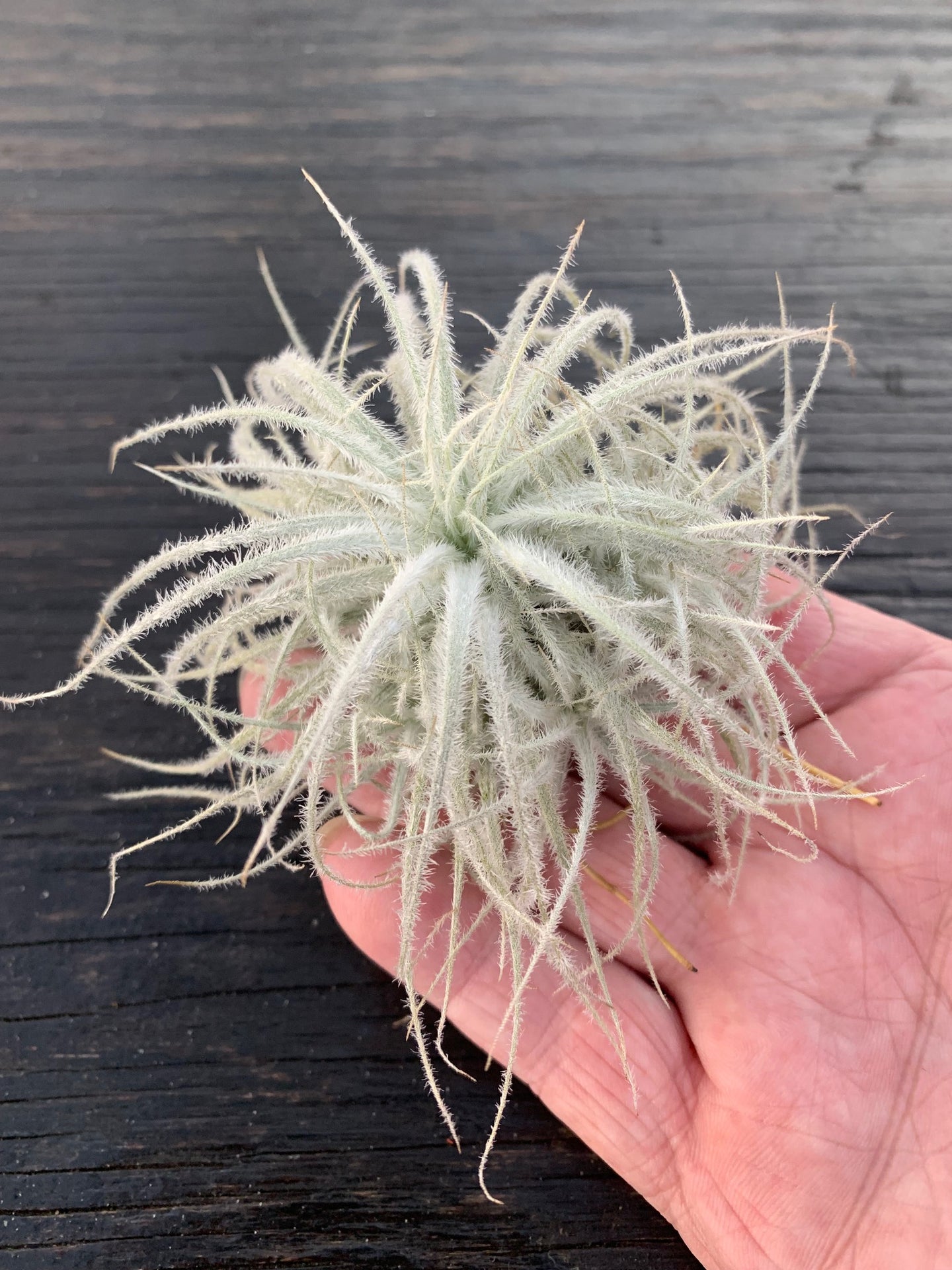 Tillandsia tectorum-Ecuadorian Form- Multi-plant Clump