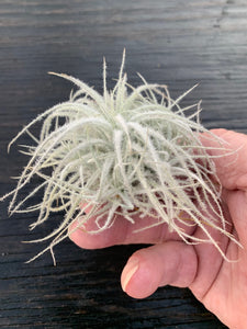 Tillandsia tectorum-Ecuadorian Form- Multi-plant Clump