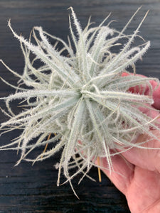 Tillandsia tectorum-Ecuadorian Form- Multi-plant Clump