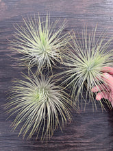 Load image into Gallery viewer, Tillandsia magnusiana -Giant Plants