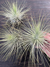 Load image into Gallery viewer, Tillandsia magnusiana -Giant Plants