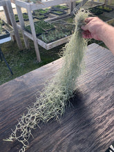 Load image into Gallery viewer, Tillandsia usneoides-Chiapas -Large Portion