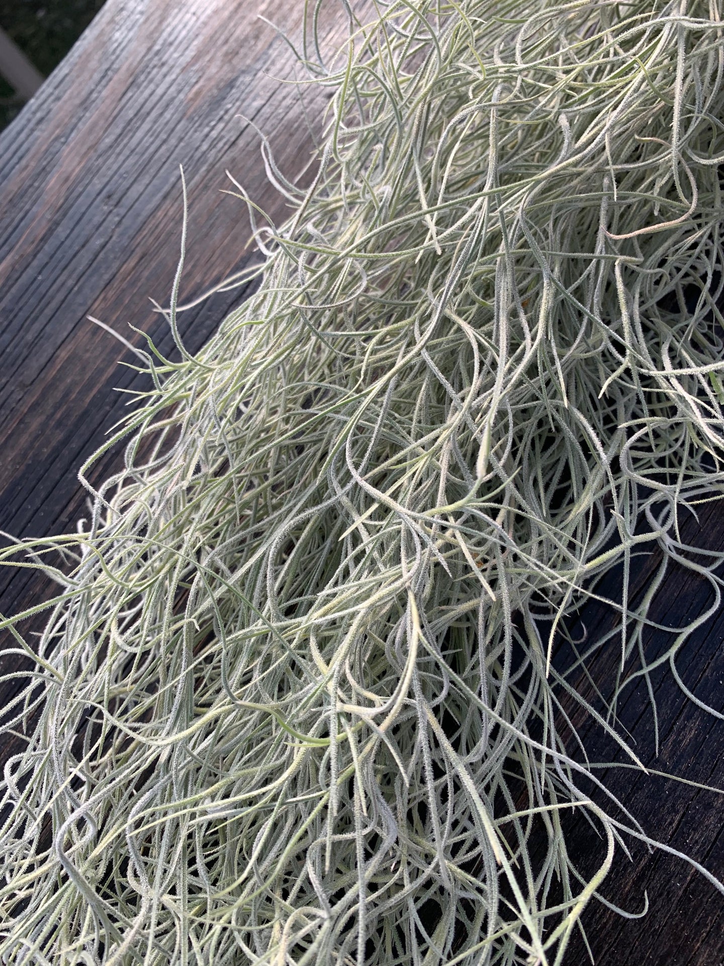 Tillandsia usneoides-Chiapas -Large Portion