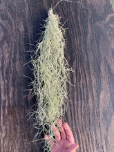 Load image into Gallery viewer, Tillandsia usneoides-Chiapas -Medium Portion