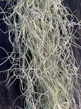 Load image into Gallery viewer, Tillandsia usneoides-Chiapas -Medium Portion