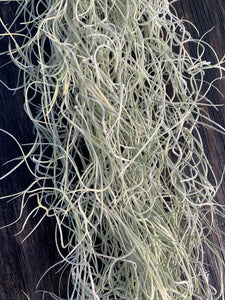 Tillandsia usneoides-Chiapas -Medium Portion