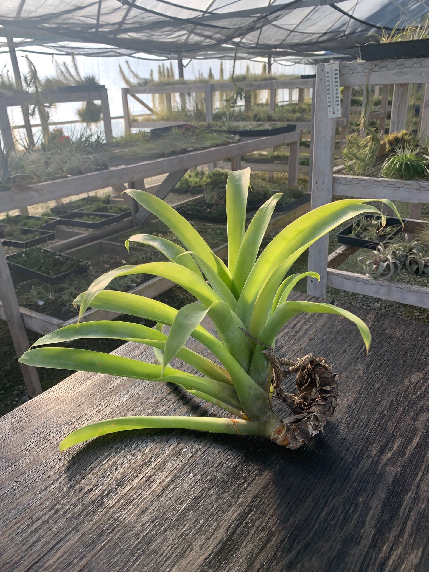 Tillandsia lymanii