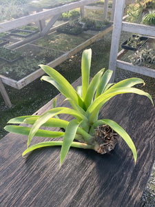 Tillandsia lymanii