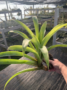 Tillandsia lymanii