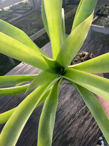 Tillandsia lymanii