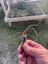 Load image into Gallery viewer, Tillandsia bulbosa-Small Plants