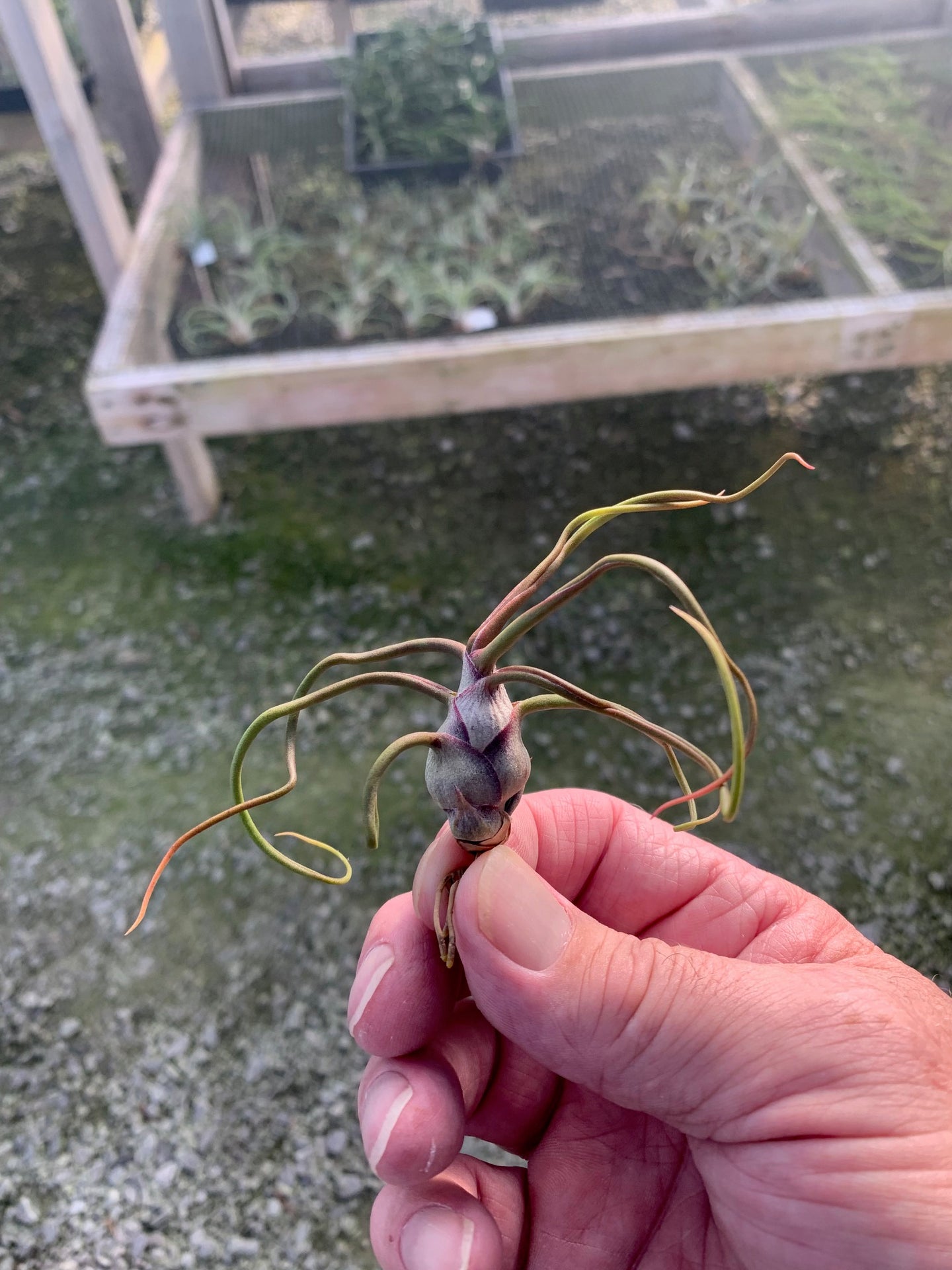 Tillandsia bulbosa-Small Plants