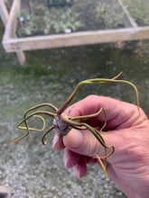 Load image into Gallery viewer, Tillandsia bulbosa-Small Plants