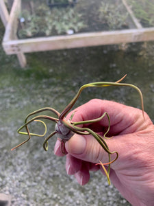 Tillandsia bulbosa-Small Plants