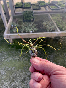 Tillandsia bulbosa-Small Plants